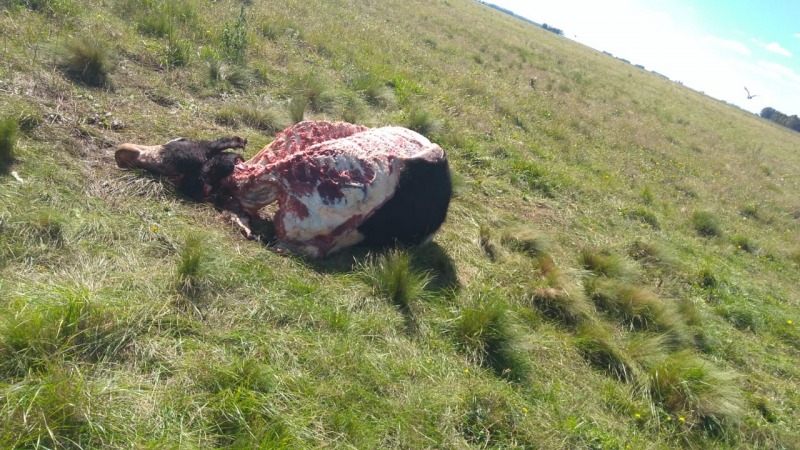 Denuncian que carnearon 3 vaquillonas preadas